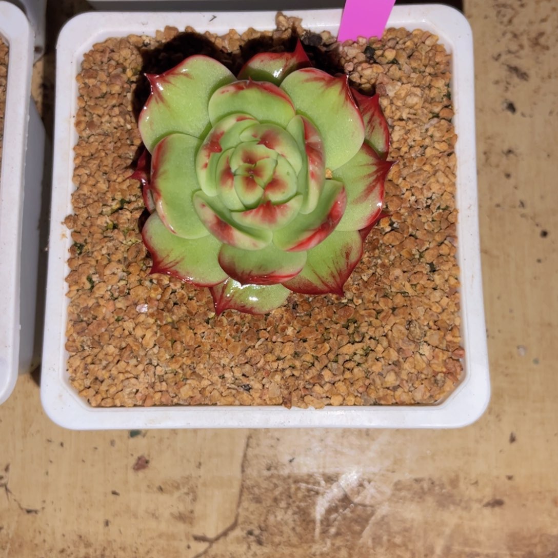 流***鱼惊鸿仙子一物一拍