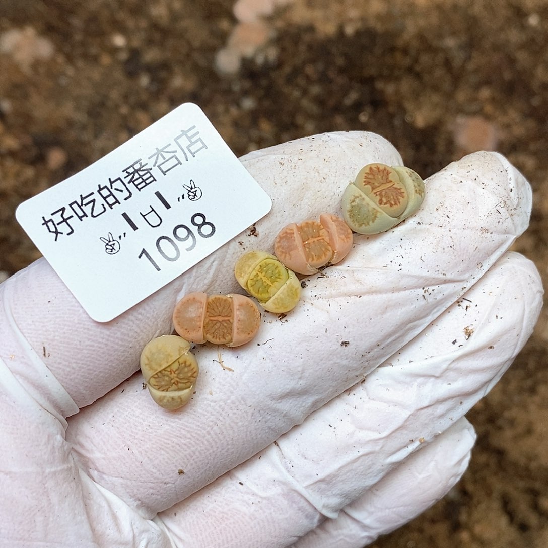 1098。零下拍保温。