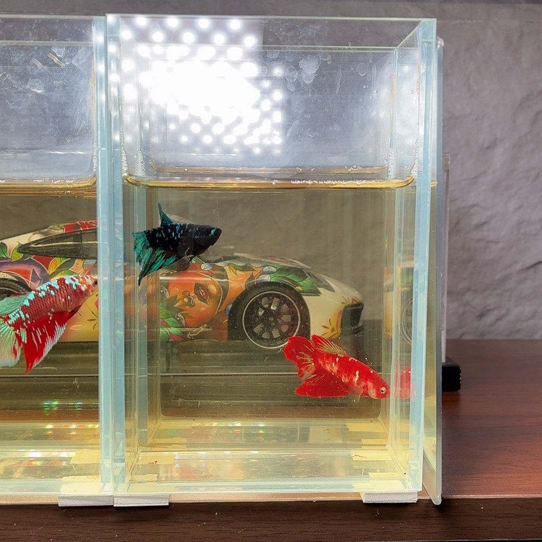 斗鱼暗黑半月母鱼