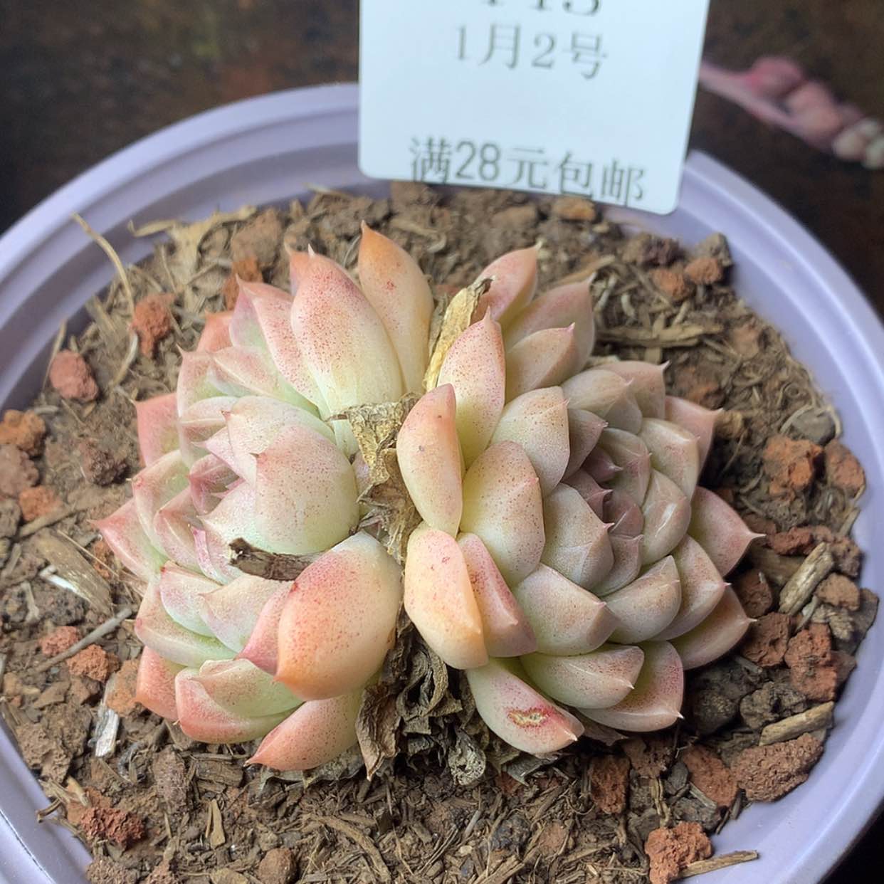 【闪购商品】云445号