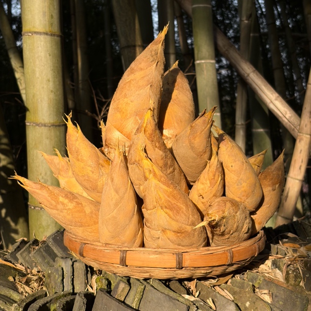 【现挖现发 肉厚脆嫩】贵州高山冬笋鲜甜不涩口当季新鲜带壳3/5 斤