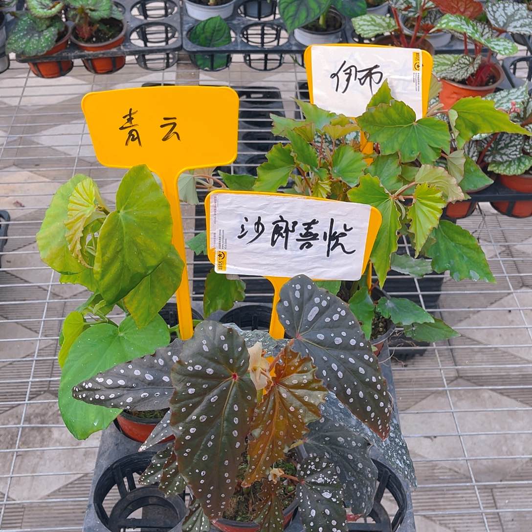 完全开放伊布，沙朗喜悦，青云 