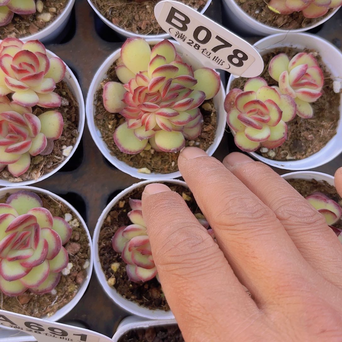 B078肉酱玫瑰缀一物一拍