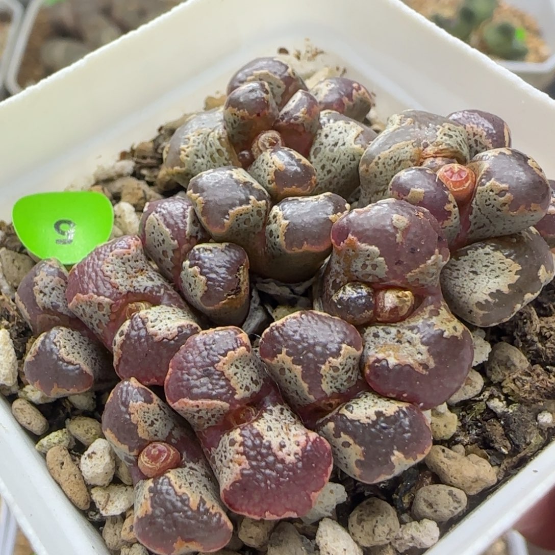 大窗超碟群多肉植物5