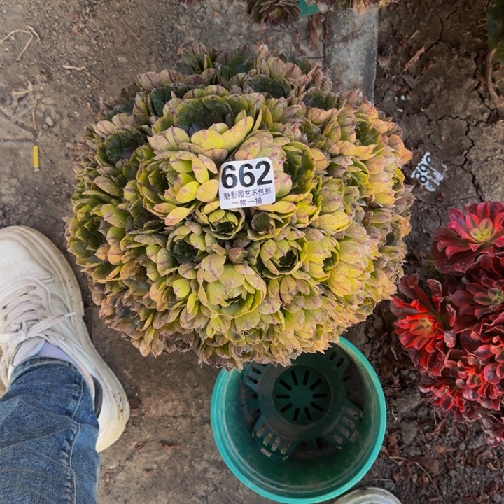 拉丝花27-51包邮花花