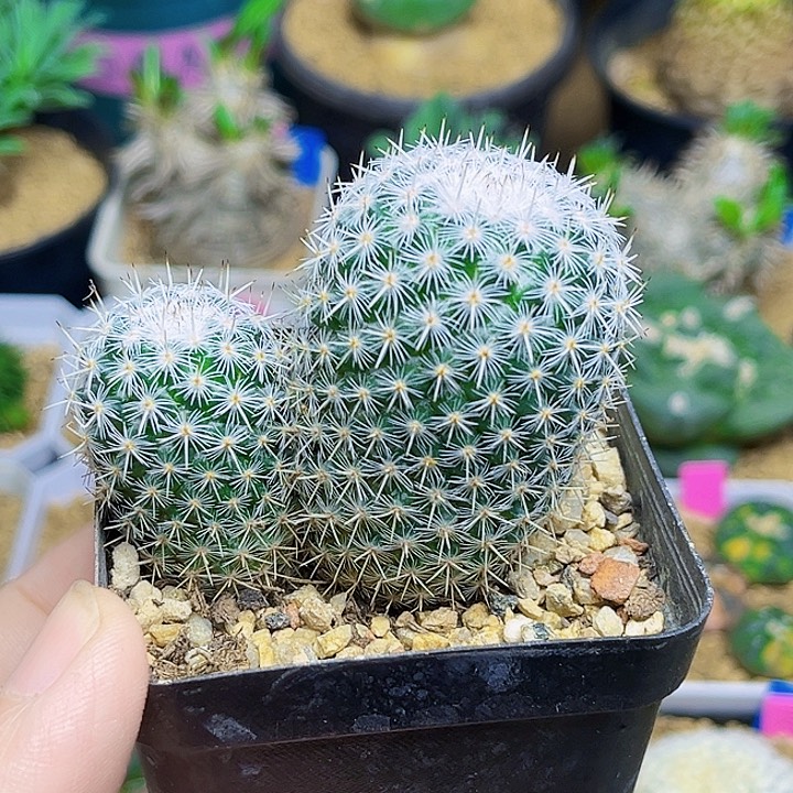 双头实生日系白球一颗，