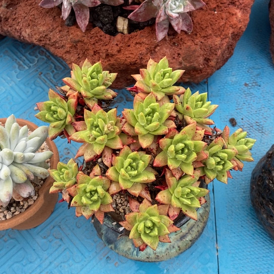 法诺多肉植物啦啦啦
