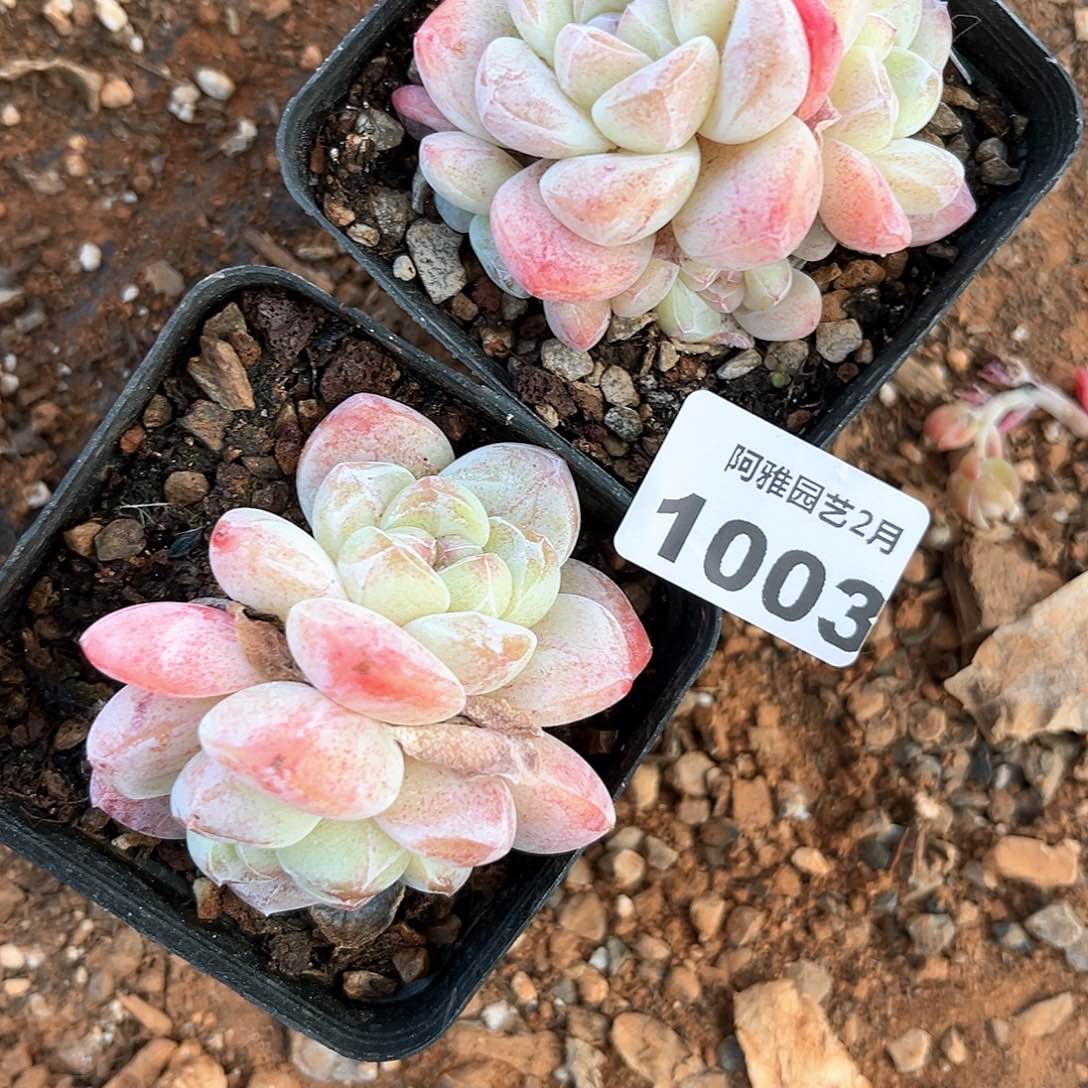 阿雅园艺。   1003