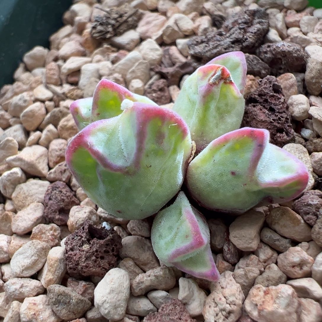 736优选园艺985猪蹄五头干疤福利