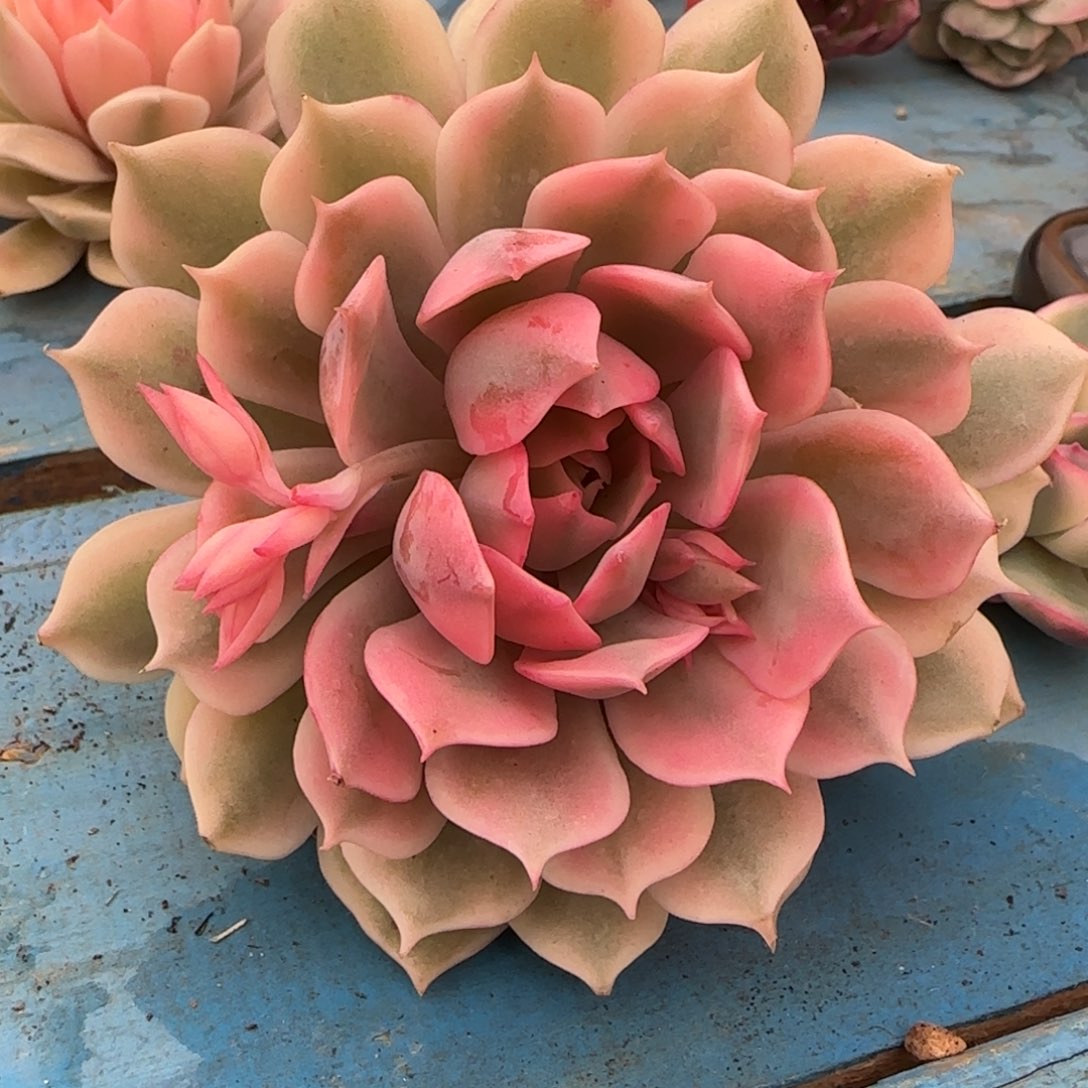 粉蝶锦单头带崽 多肉 植物