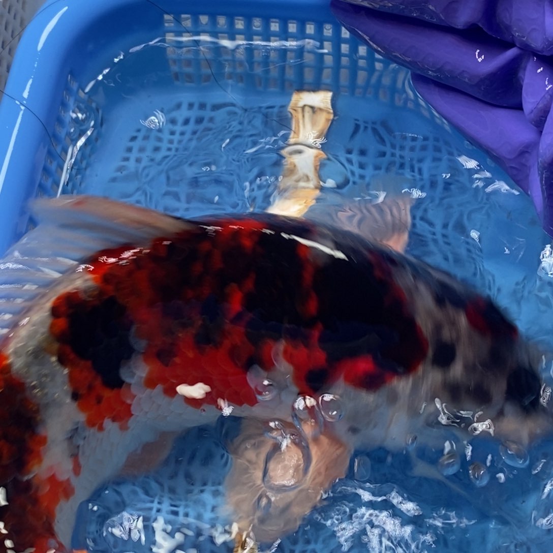 锦鲤冷水锦鲤包邮