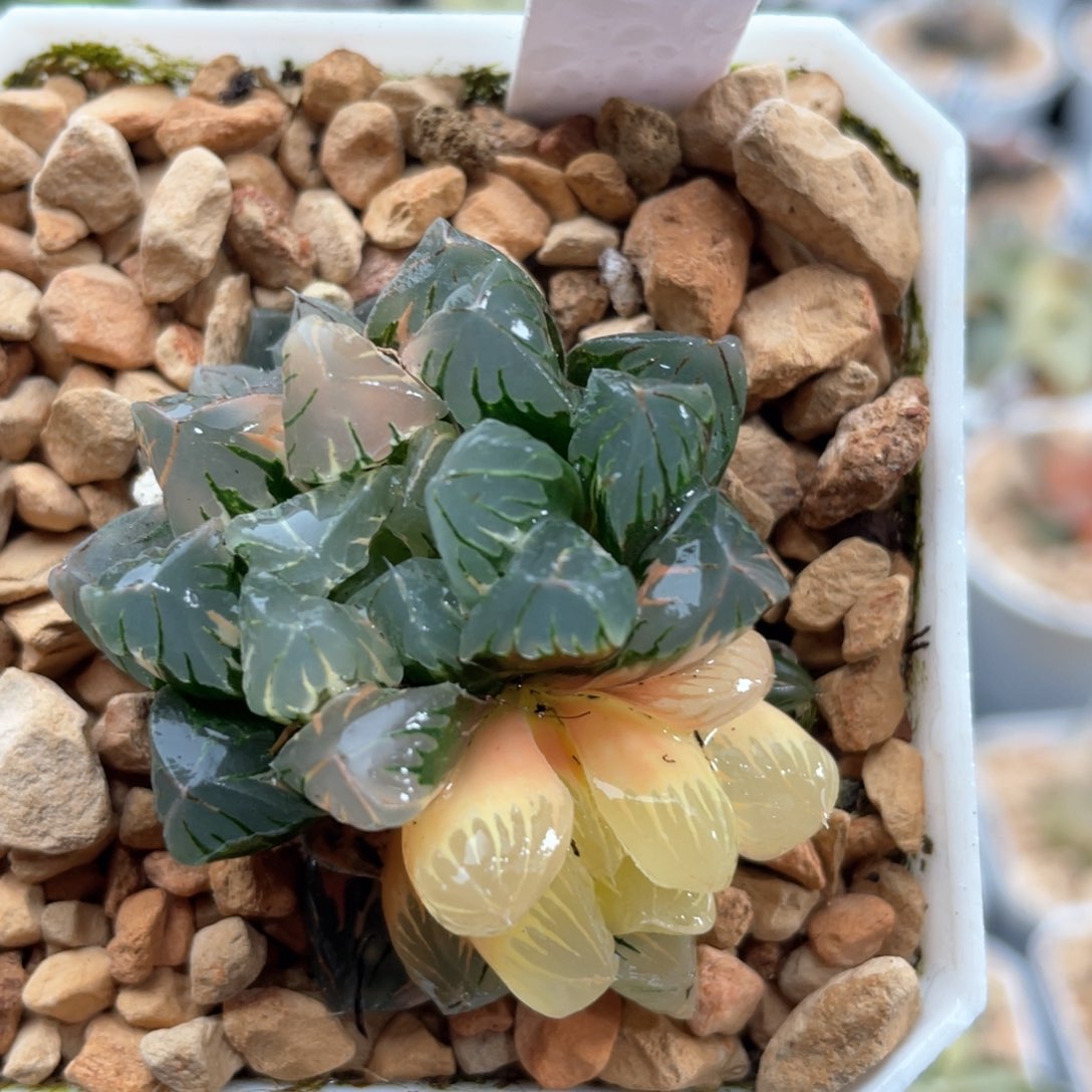 5残雪玉露锦群。      