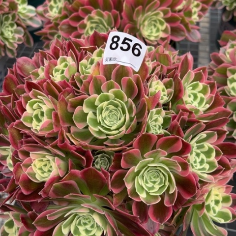 856白凤25厘米左右