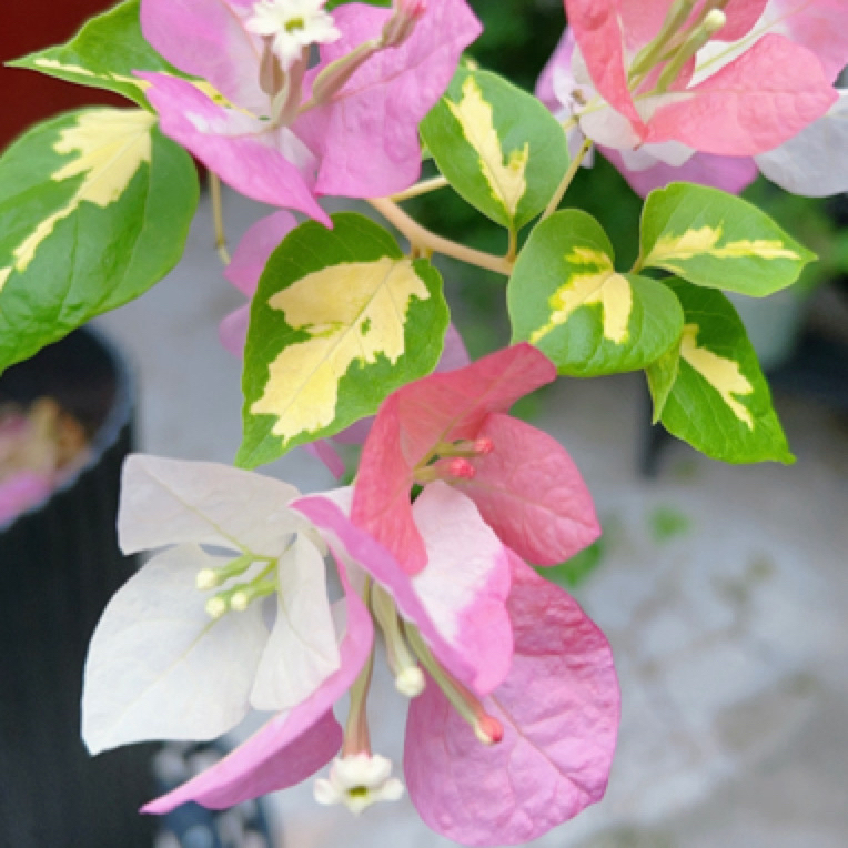 【金星橙白】三角梅爆品爬藤原盆原土绿植盆栽四季开花