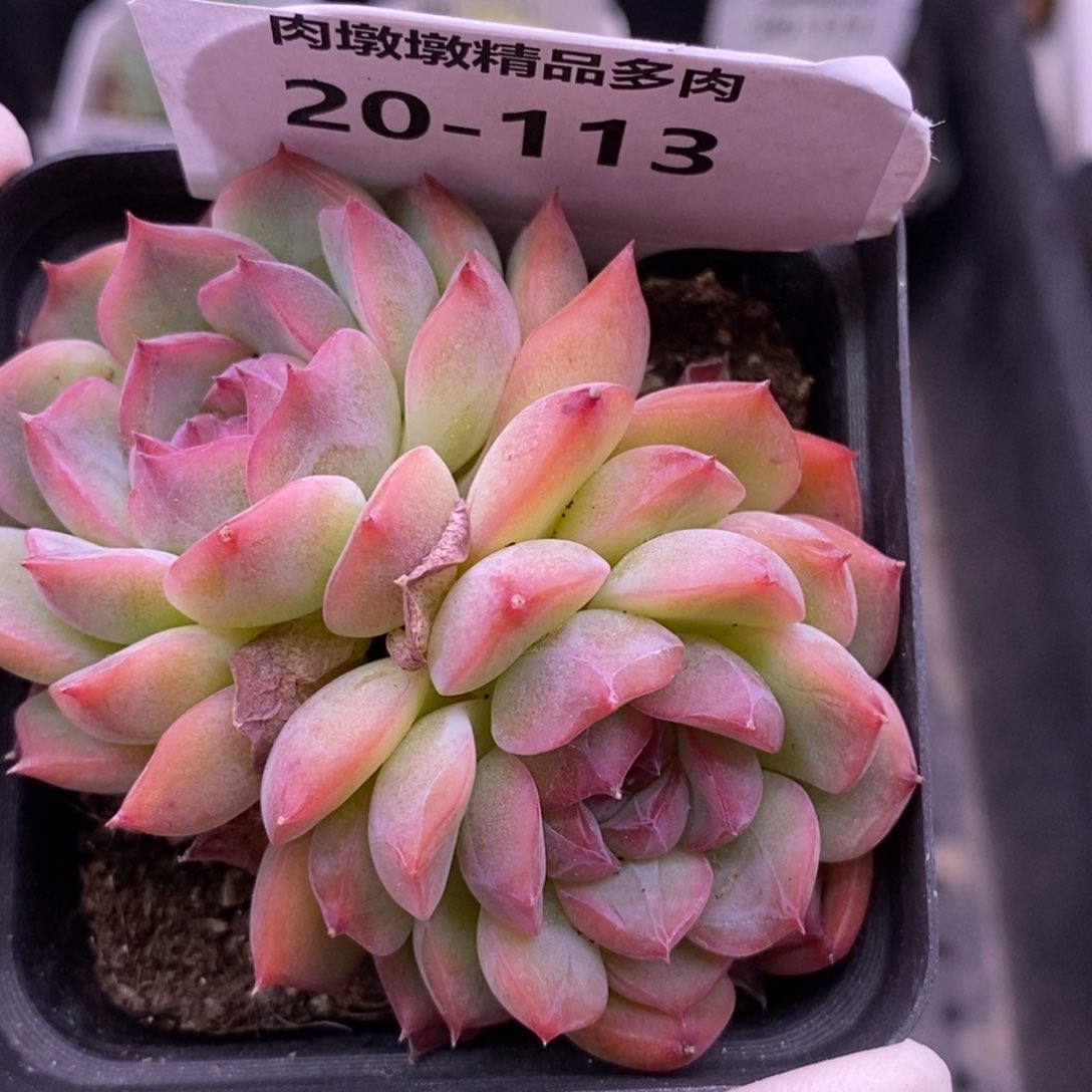 【闪购商品】20-113玉笛
