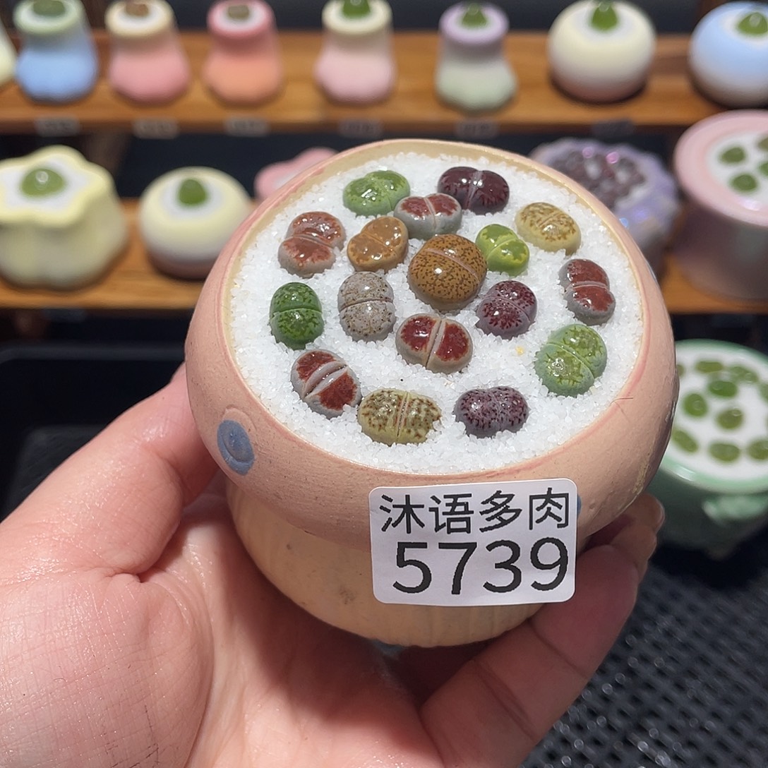 带盆土植物 一物一拍5739