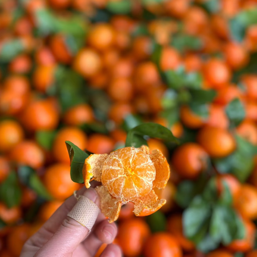 精品砂糖橘一箱四到五斤毛重上海市