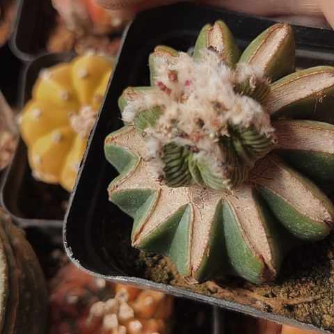 3536老花龙年春晚的