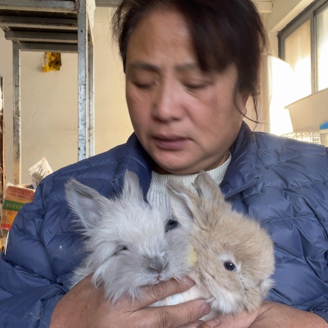 秋***叶英系安哥拉宠物兔子