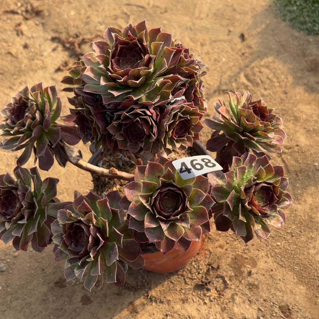 468黑魔多肉不包损