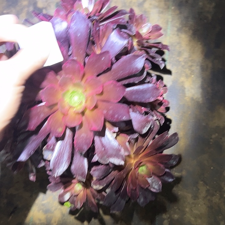 多肉法师植物链接75