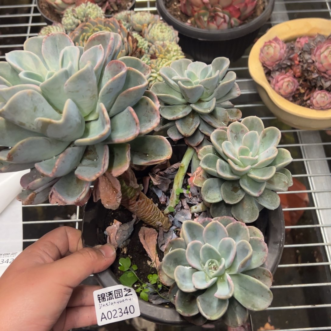 2340一物一拍美尻