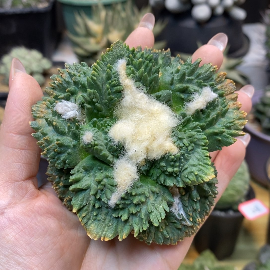      36号 苗接 炸尤哥斯拉9公分 无根