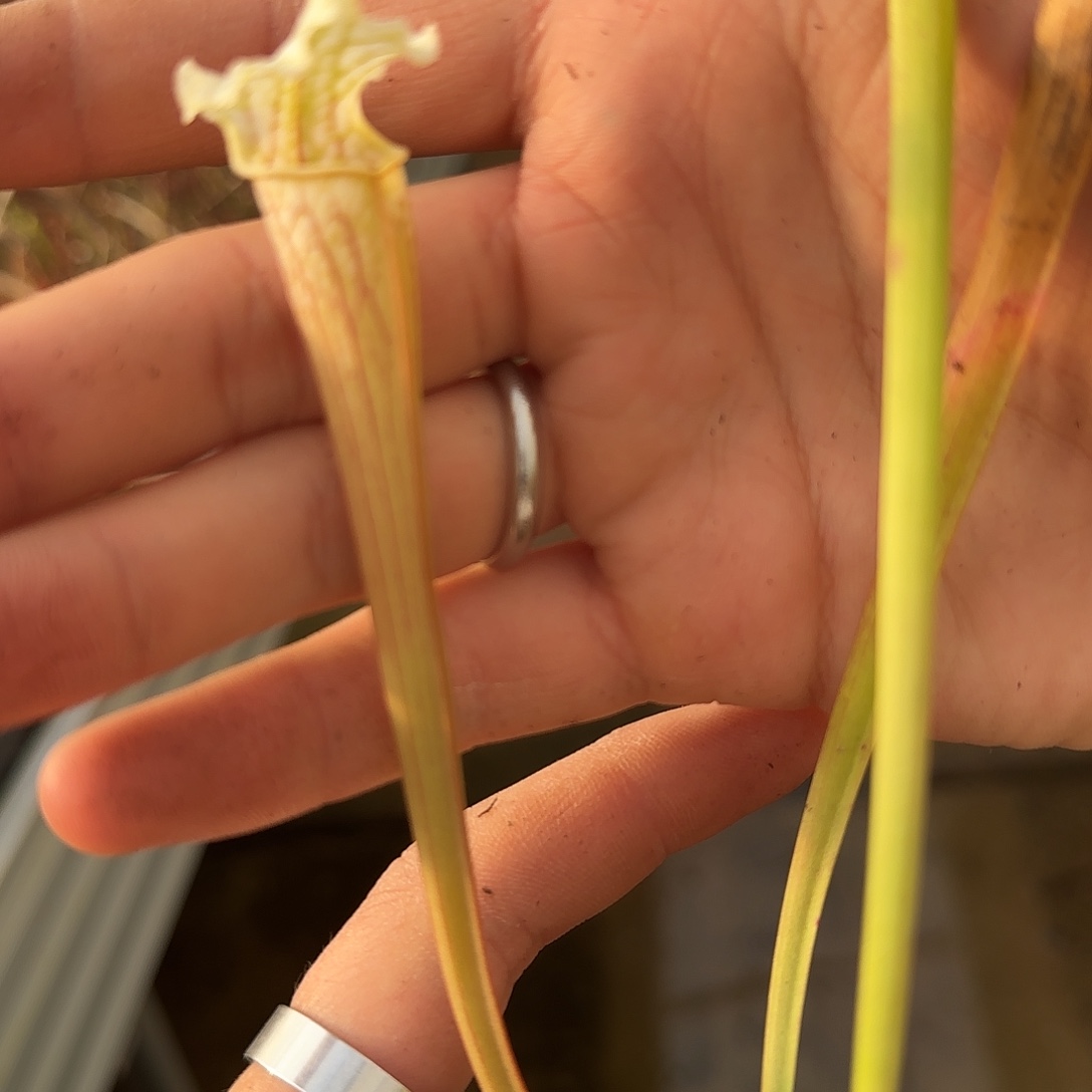 无花朵专拍瓶子草