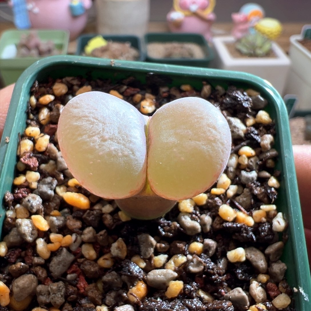 231优选pnsp四年半母本