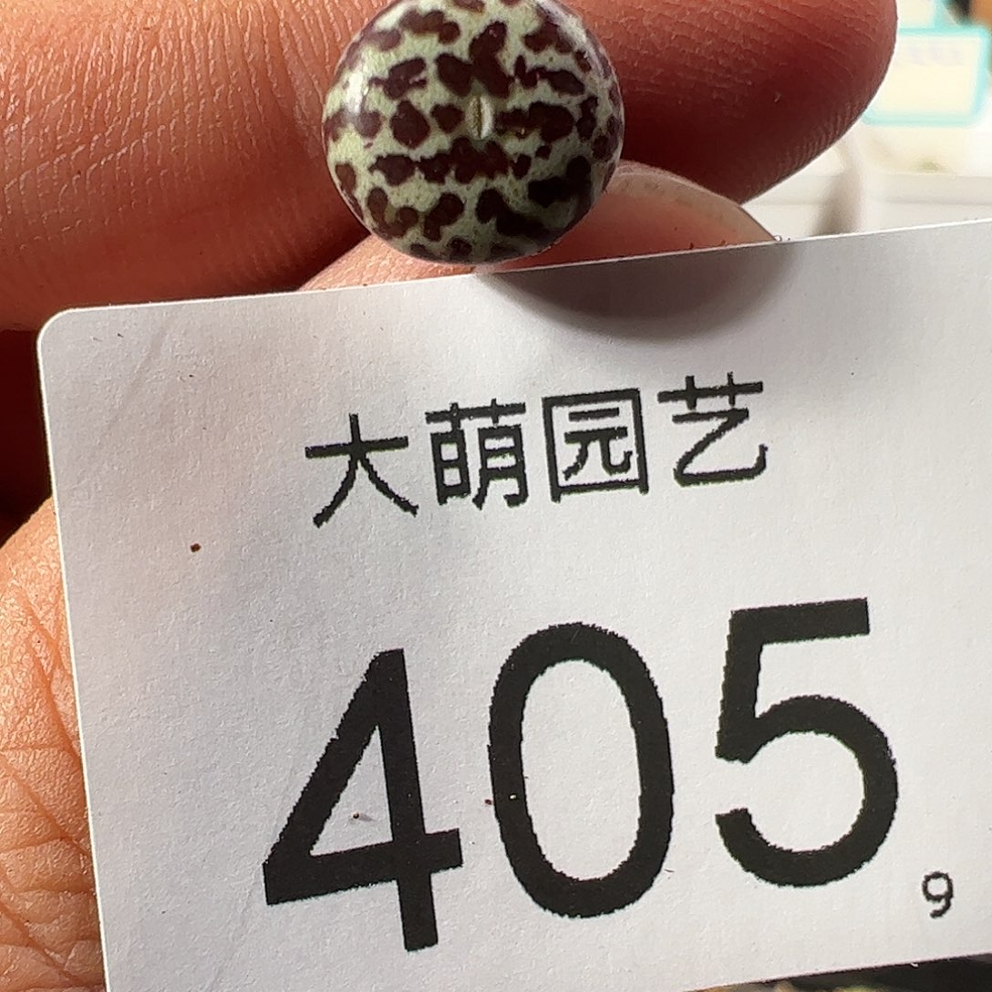 0000405 一物一拍……