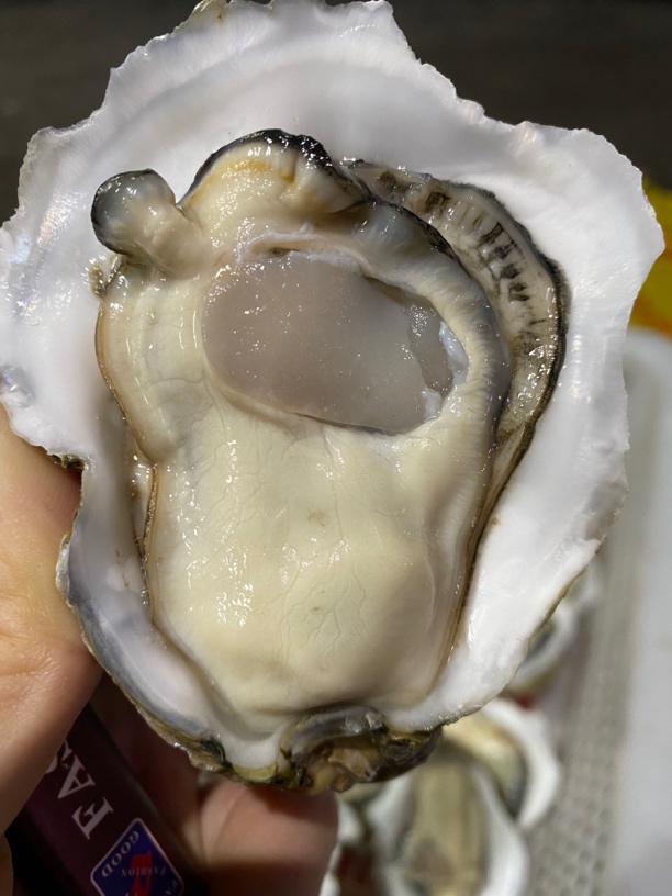 北部湾海域 5斤生蚝肉脆甜爽口，当天现开