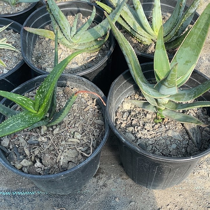 无花朵芦荟4个品种