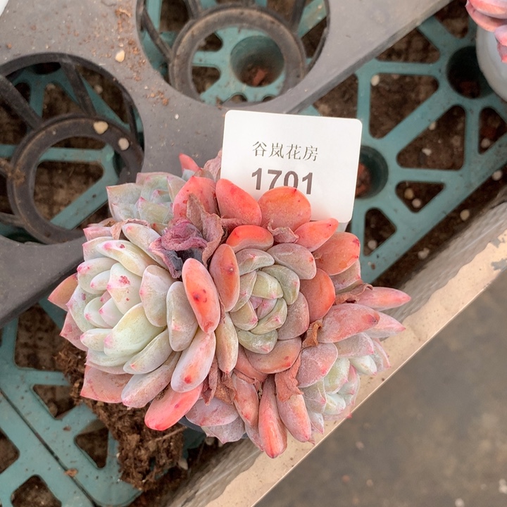 17号下午场，1701一颗