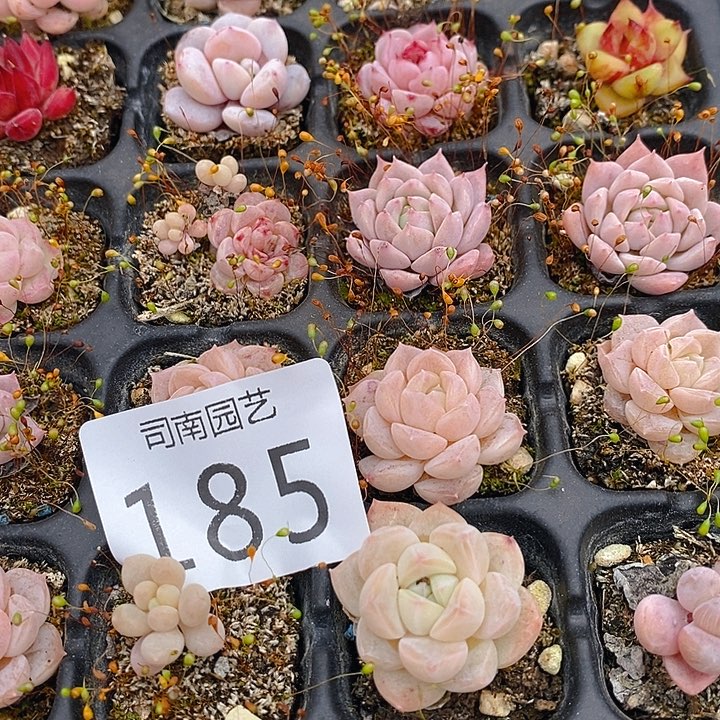 185 多肉植物盆栽花卉植物