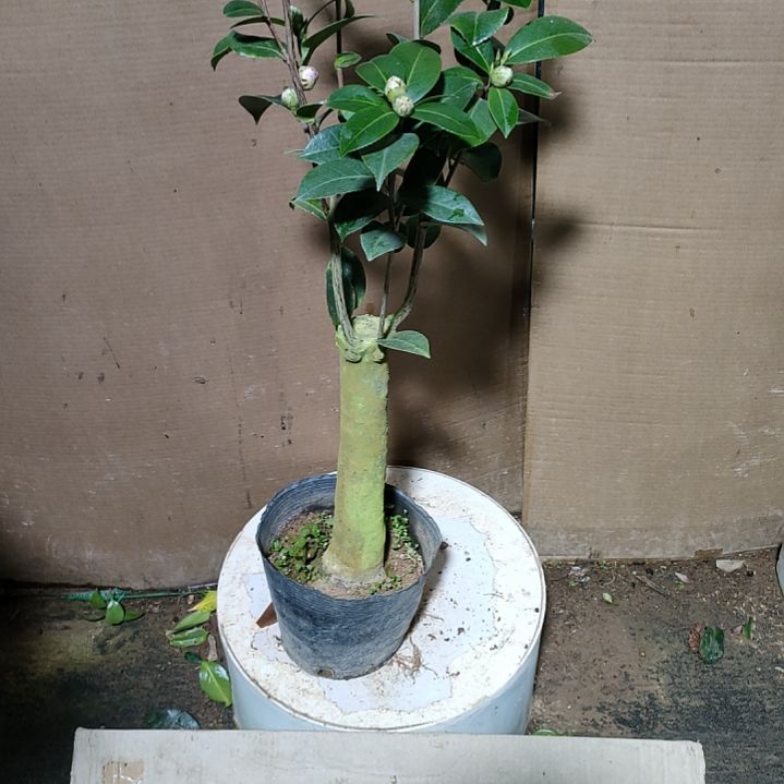 679斑水屋，原盆原土发货，不包邮