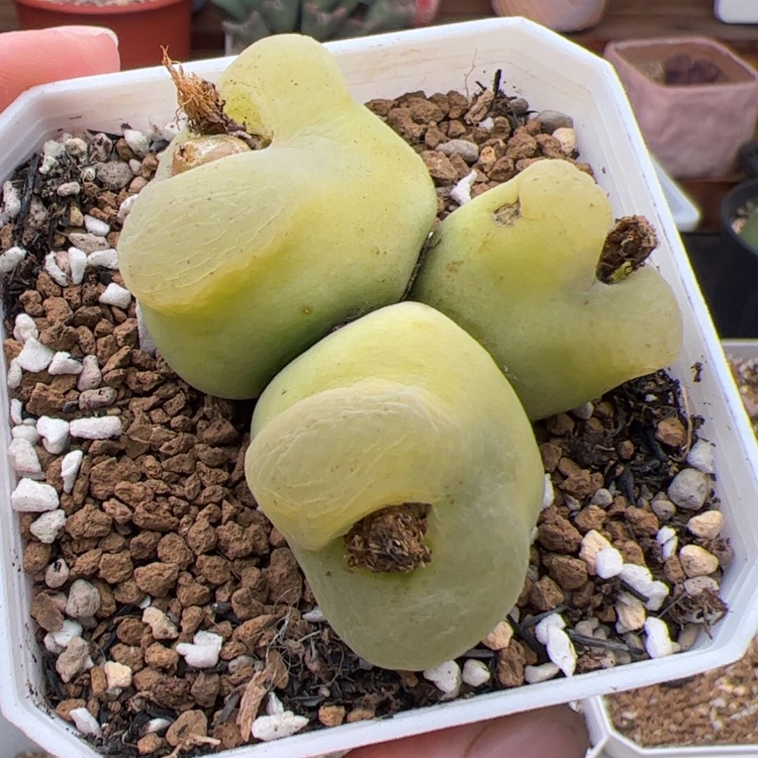 0500号毛奶奶 多肉植物