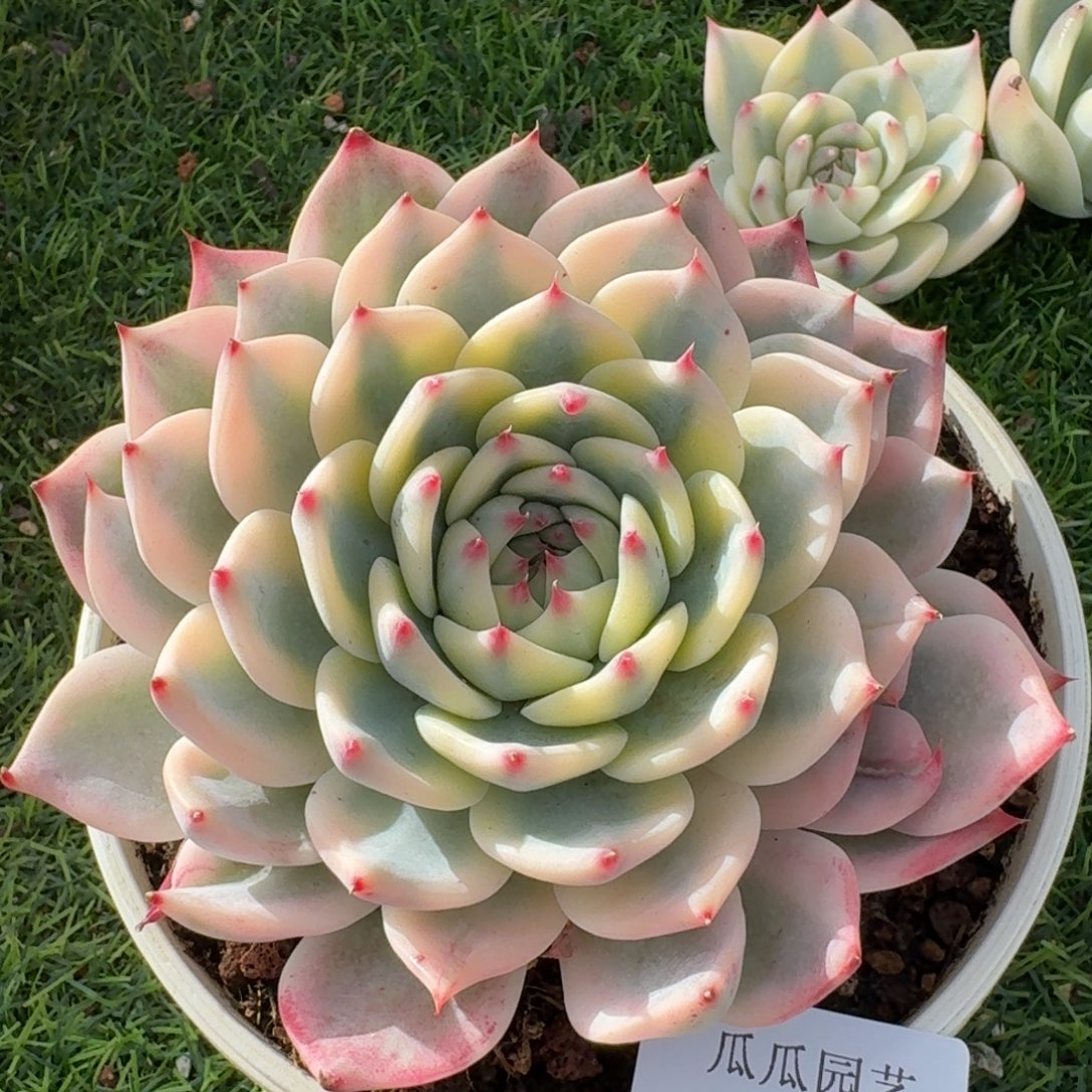 2435吉娃娃锦多肉植物