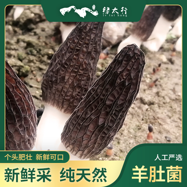 2025年3月特大头茬鲜羊肚菌到手一斤半 顺丰包邮 冷链直发