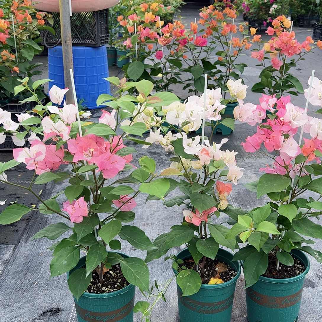 当前无花栽培后可以开花橙口红一颗