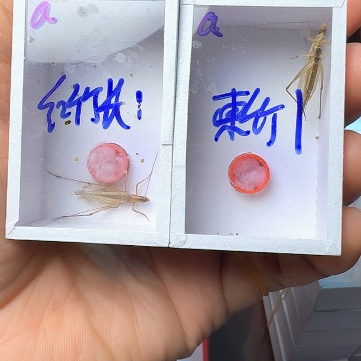 a***N红山竹蛉和柬埔寨竹蛉各1