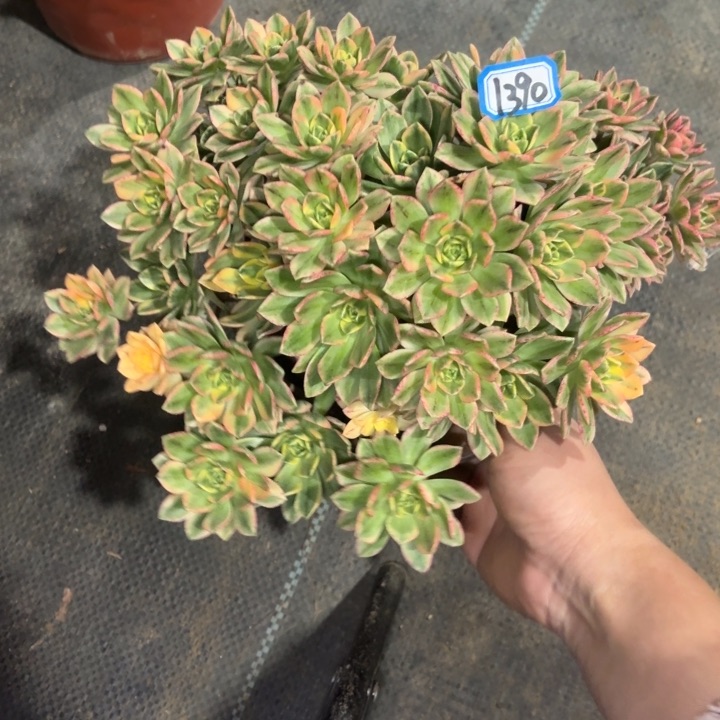 甜茶1390多肉法师