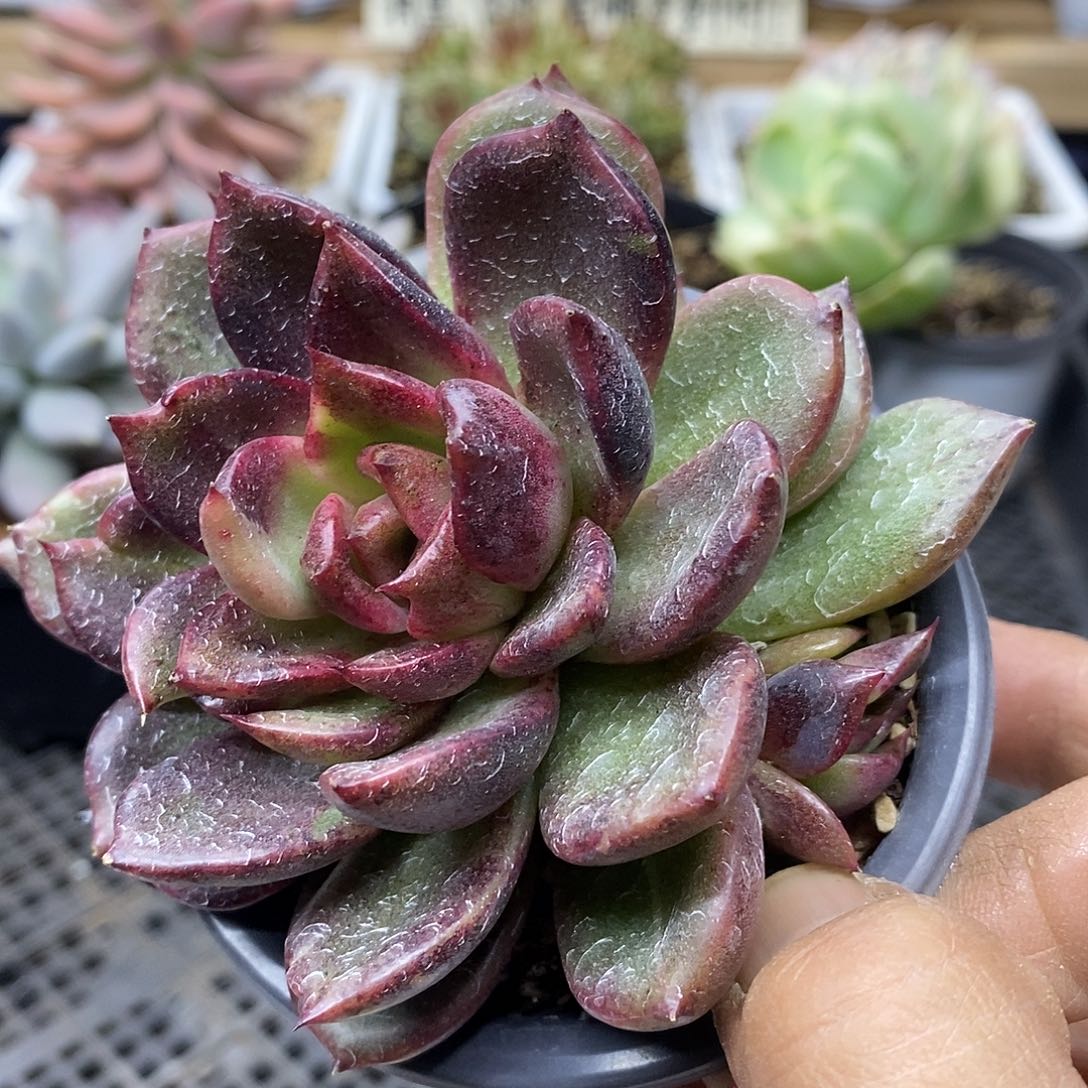 19103 黑水晶变异带锦 需延时发货