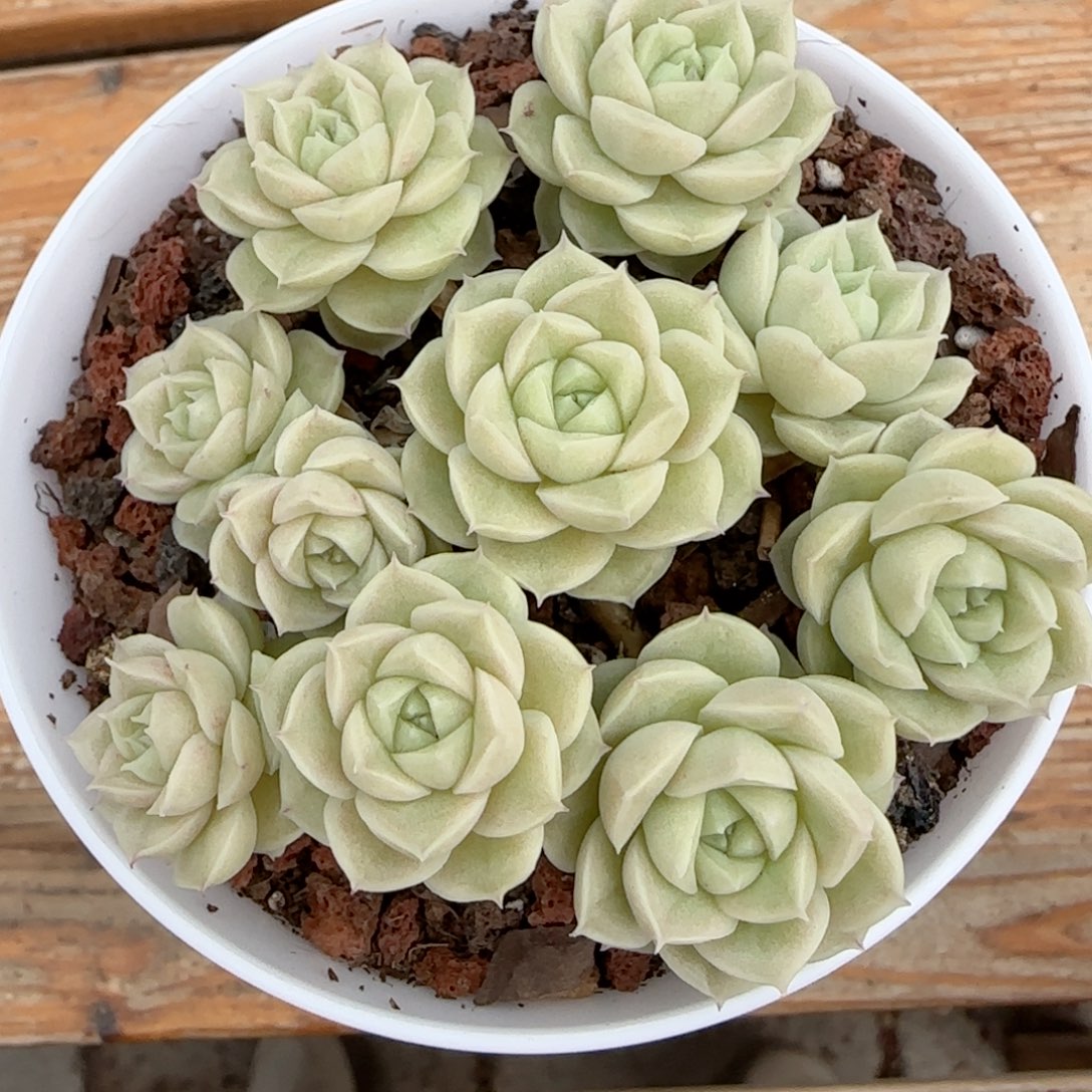 ?****?【闪购商品】0215-108（ttp-93）