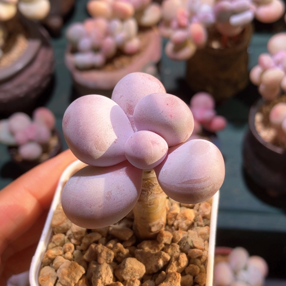 水光针小老桩一物一拍