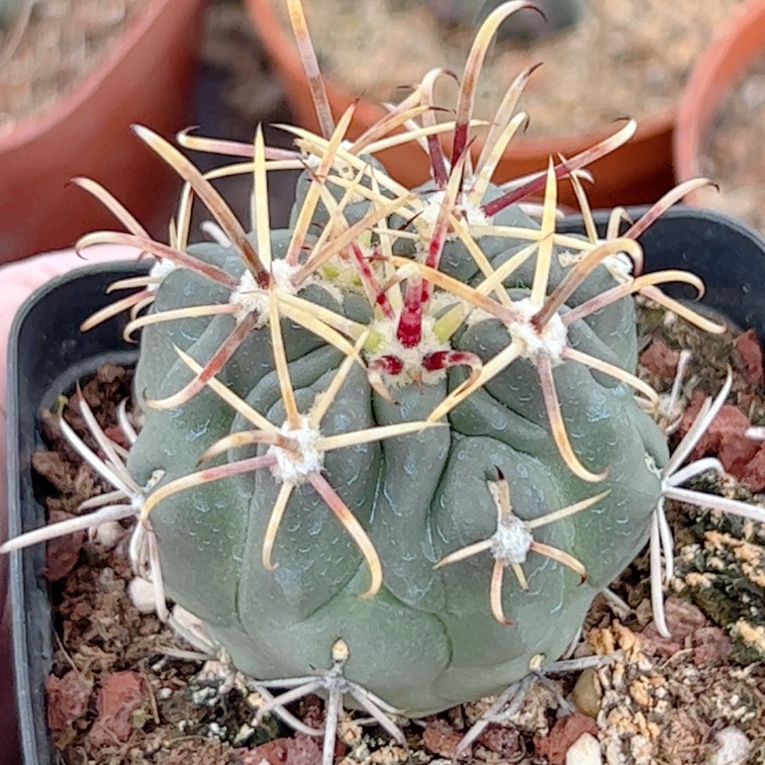 实生 庆松玉仙人球