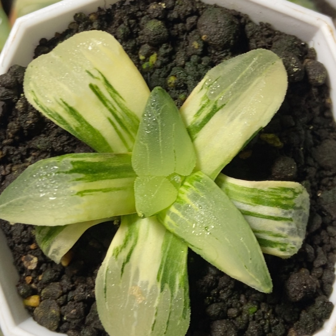 极上斑糯阿锦一物一拍