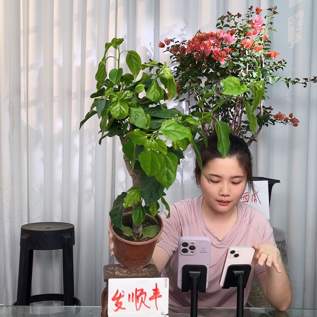 当前无花栽培后可以开花超级玛丽小一颗