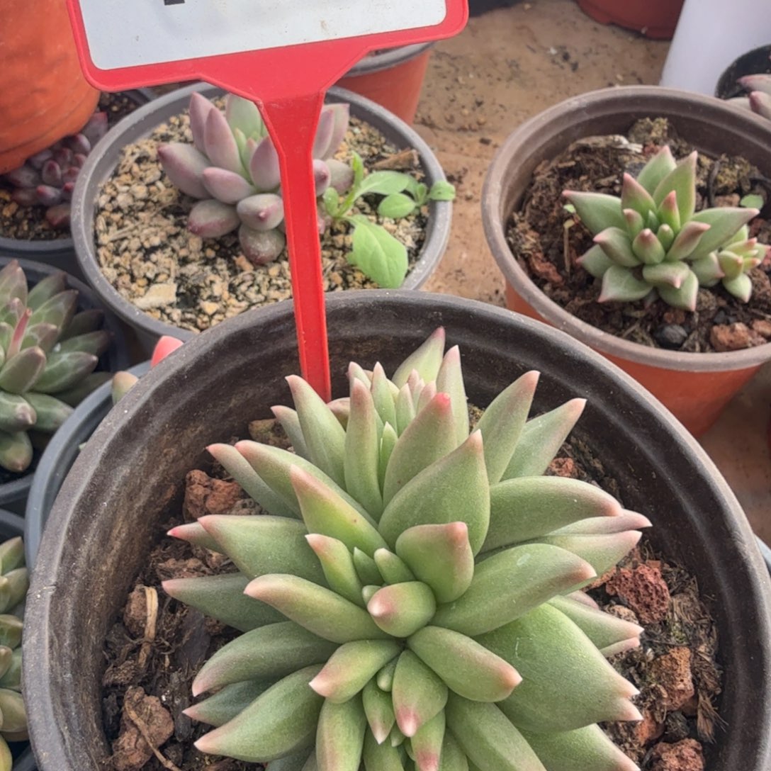 多肉植物布丁缀751