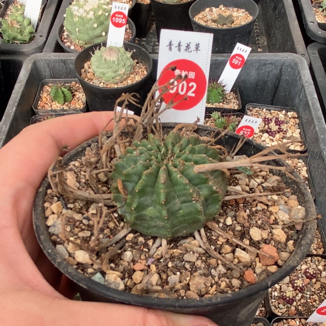 强刺法利达3.9cm