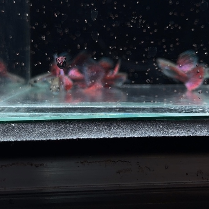 孔雀鱼微损红草三角尾亚成5公一母特价清缸